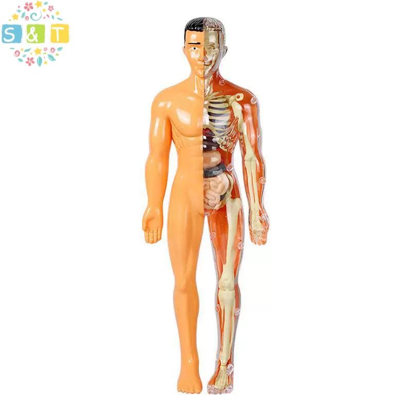 [S&T] 3D Human Skeleton Organ Anatomy Scientific Model Kit เด็ก Body ...