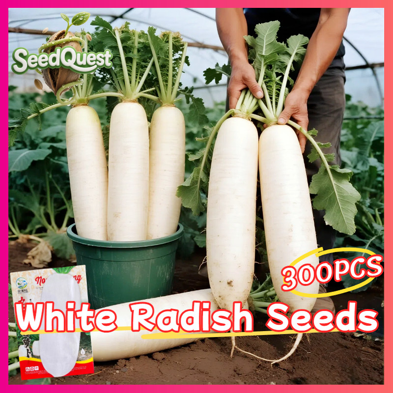 เมล็ดพันธุ์ หัวไชเท้าขาว บรรจุ 300 เมล็ด White Radish Seeds ผักกาดหัว ...