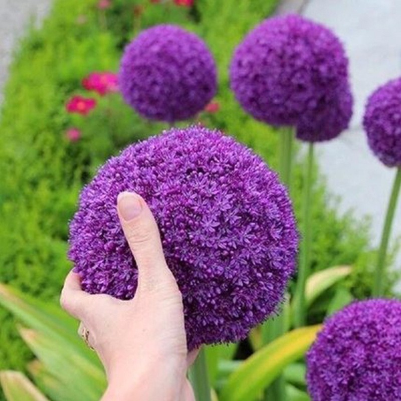Big Scallion ปลูก Ball Seed Purifying Air สําหรับปี Blossoming ไม้ ...