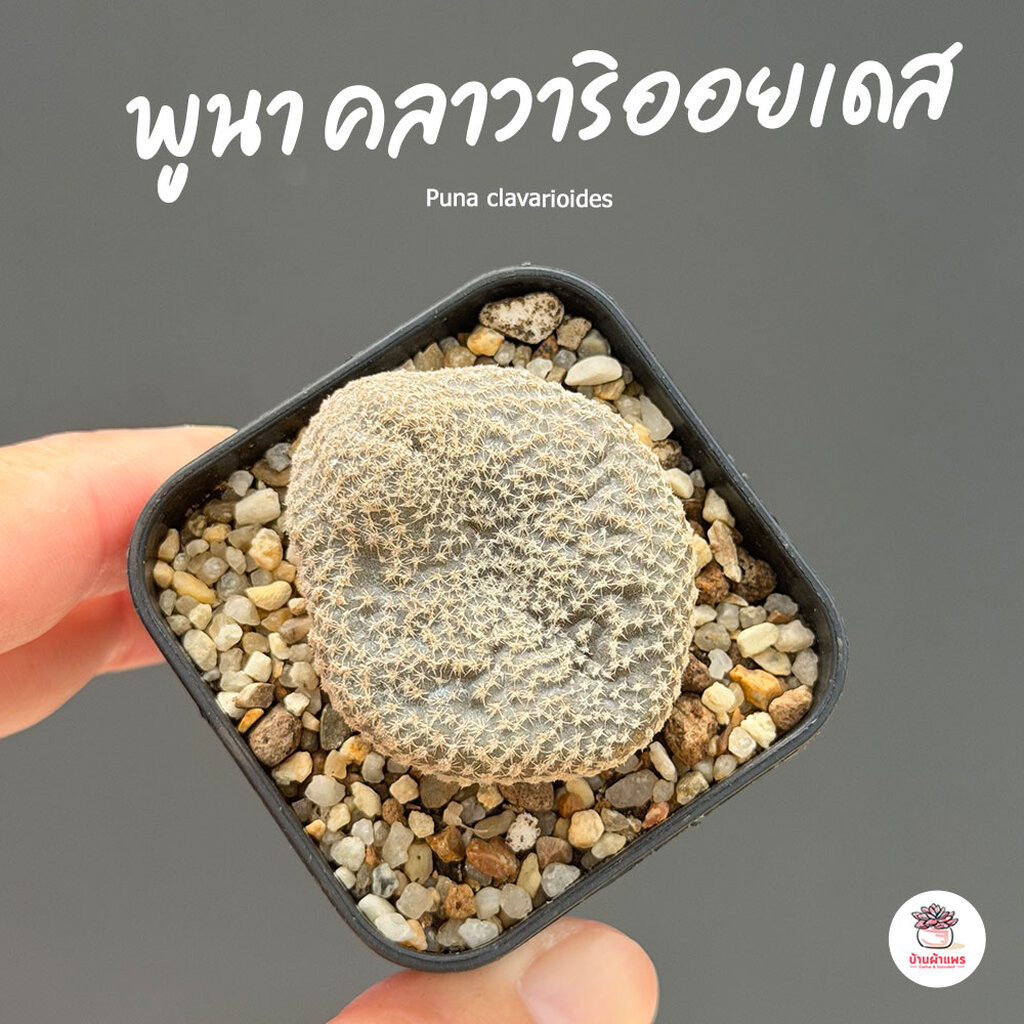 พูนา คลาวาริออยเดส Puna clavarioides แคคตัส กระบองเพชร cactus&succulent ...