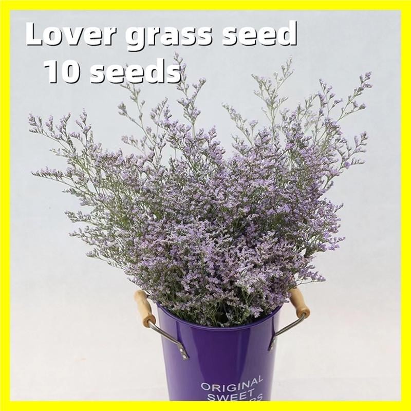 Purple Lover Grass Seed 10เมล็ด/ซอง Flower Seeds ต้นไม้มงคล บอนสี ไม้ประดับ บอนสีพันหายาก ดอกไม้ปลูก แต่งบ้านและสวน