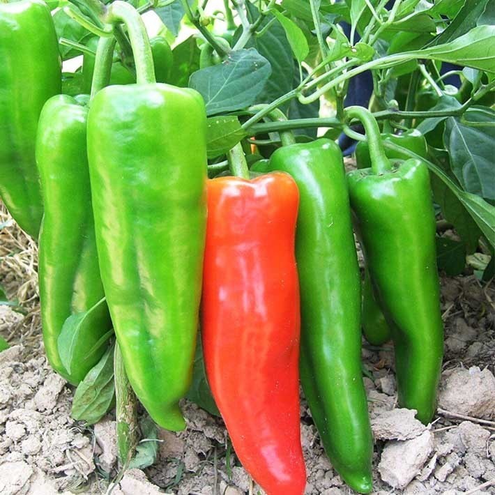 เมล็ดพันธุ์ พริกฮอร์น พริกบิ๊กจิม ประมาณ 300เมล็ด Giant Cattle Horn Pepper Seeds Chili Vegetable Seeds เผ็ดน้อย เมล็ดพัน