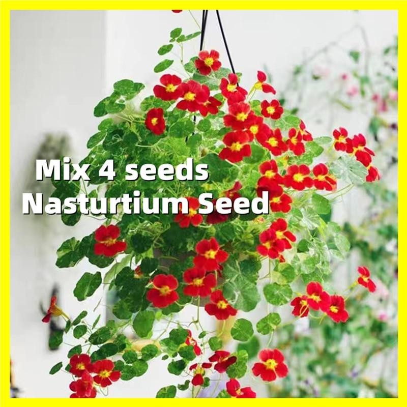 4เมล็ด เมล็ดพันธุ์ แนสเทอเทียม คละสี Edible Nasturtium Seed Flower Seeds เมล็ดดอกไม้ เมล็ดบอนสี ไม้ประดับ บอนสีพันหายาก