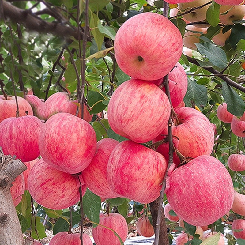 Sweet Apple Seeds for Planting (20 Pcs/pack)  เมล็ดแอปเปิ้ลต้นไม้แอปเปิ้ลเมล็ดพันธุ์แคระบอนไซแอปเปิ้ล ง่าย ๆ