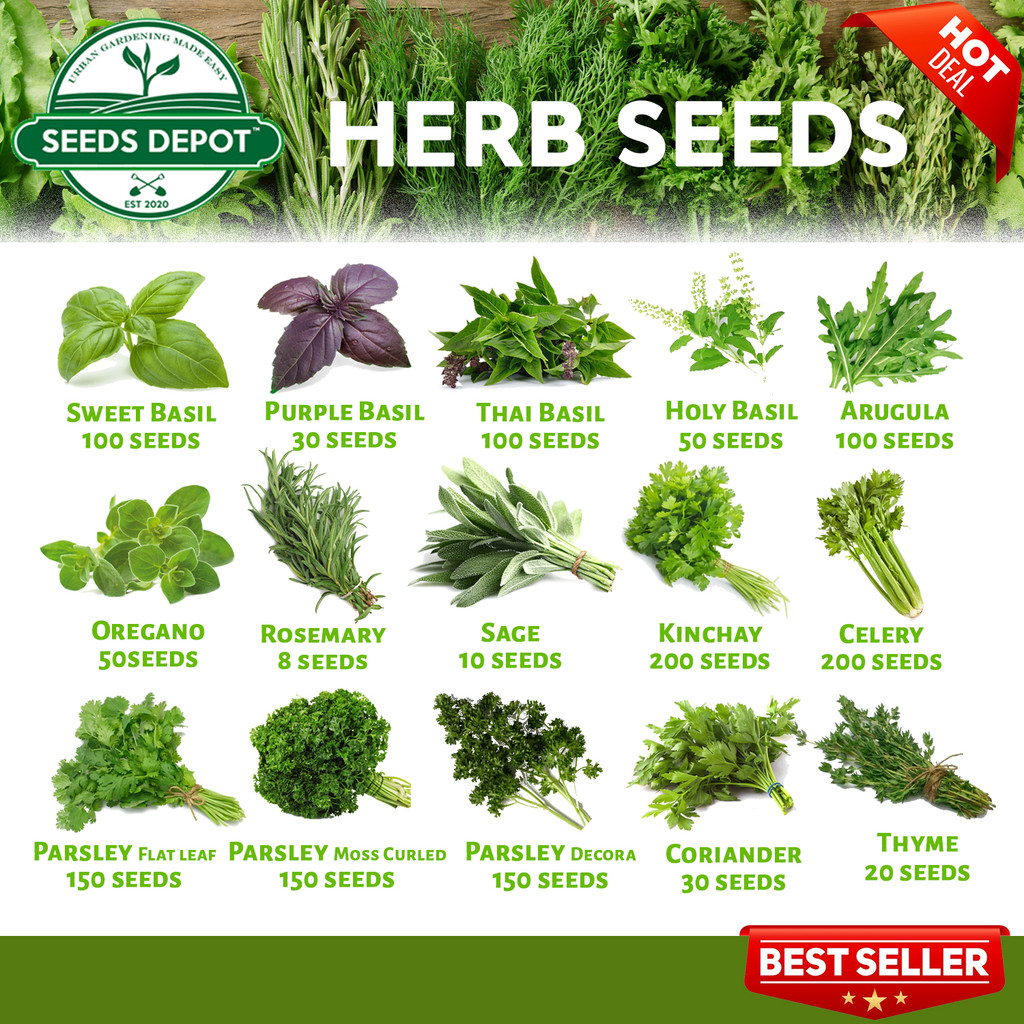 เมล็ดสมุนไพร - Basil Rosemary Oregano Thyme Celery Kinchay Basil ...