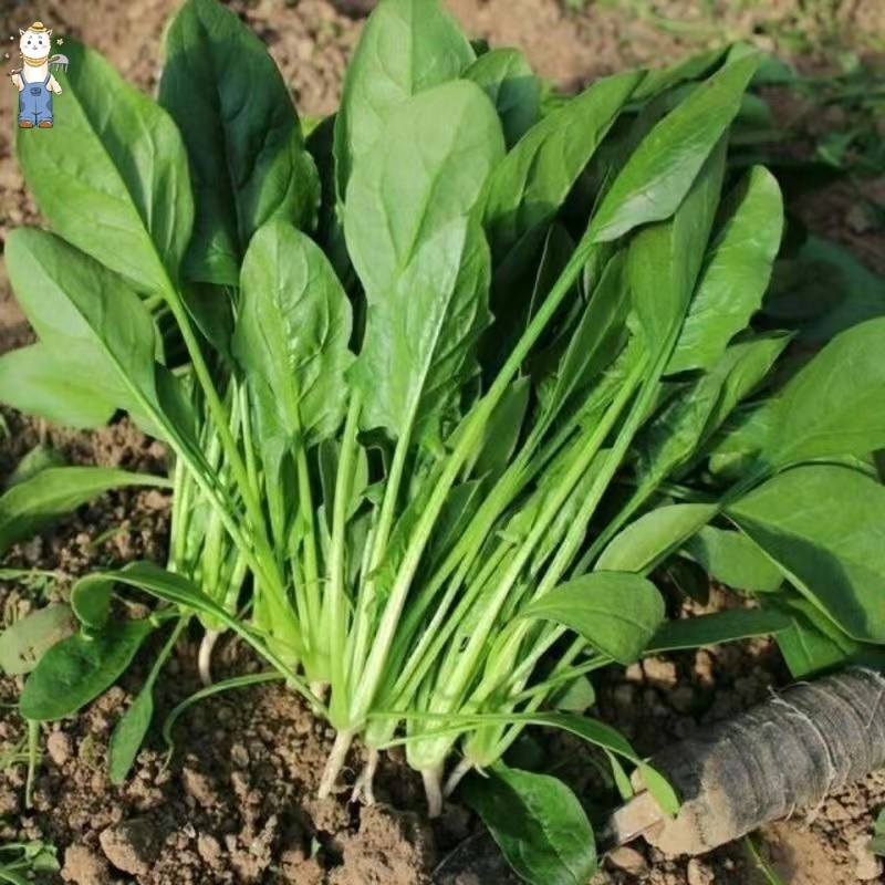 100เมล็ด ผักโขม เมล็ดพันธุ์ - งอกง่าย Chinese Spinach Vegetable Seeds ใบใหญ่มาก ทานอร่อย เมล็ดปวยเล้ง เมล็ดพันธ