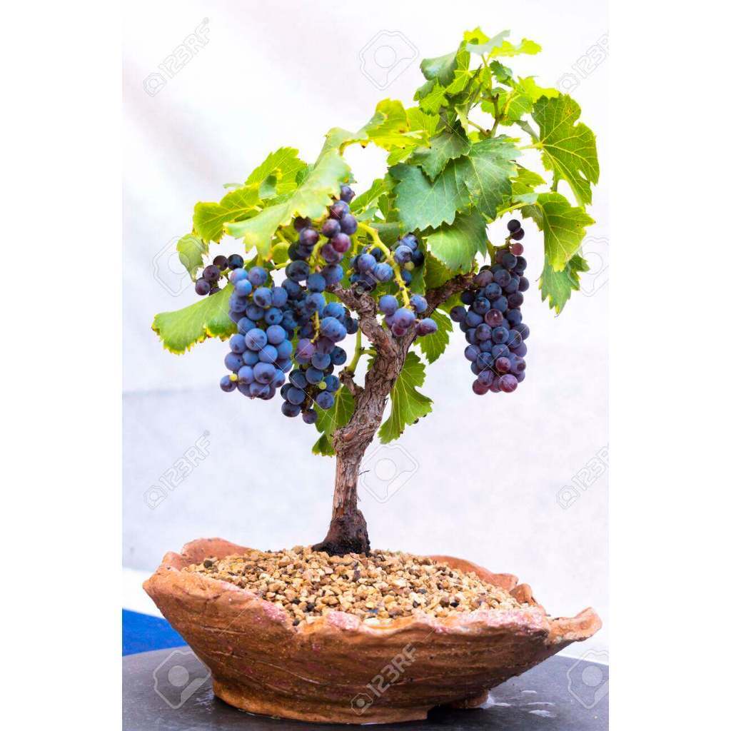 Grape Seeds for Planting เมล็ดพันธุ์องุ่นสำหรับทำบอนไซ 30 เมล็ด - คละสีแดง ดำ เขียว ปลูกเป็นไม้ผลแคระ