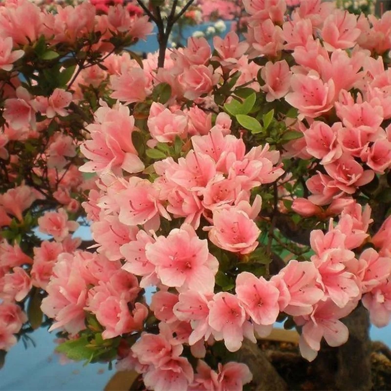 บอนสี บอนสีสวยๆ กุหลาบพันปี กระถาง 500 เมล็ด ปลูกง่าย อัตราการงอกสูง Rhododendron Flower Seeds ตั้งค่าโครงการ