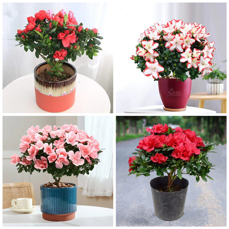 บอนสี บอนสีสวยๆ กุหลาบพันปี กระถาง 500 เมล็ด ปลูกง่าย อัตราการผลผลิตสูง Rhododendron Flower Seeds ผลผลิตสูง