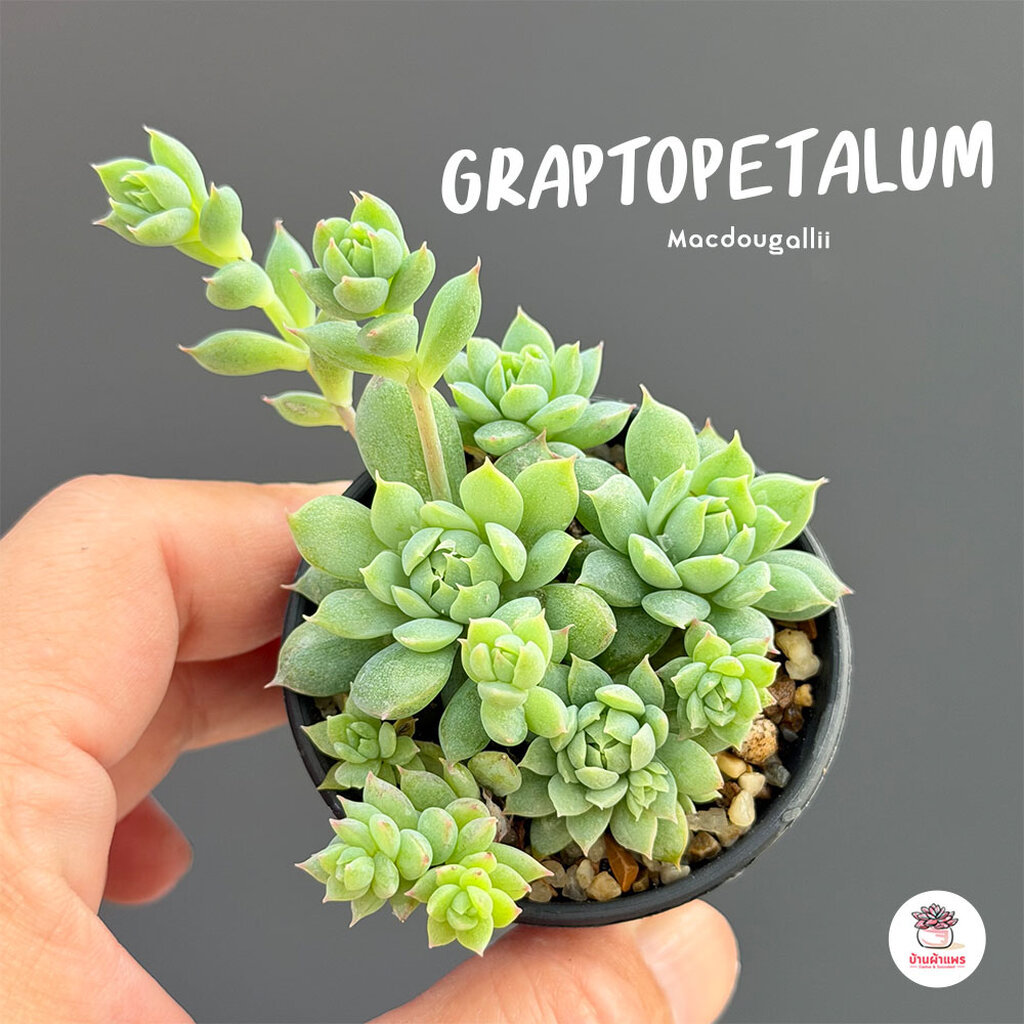 Graptopetalum Macdougallii ไม้อวบน้ำ กุหลาบหิน Cactus&Succulentหลากหลายสายพันธุ์