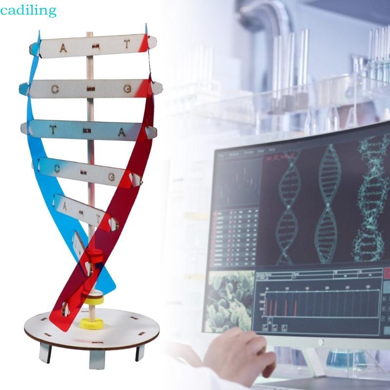 Cadiling DNA Model Kits โครงสร้างเกลียวคู่ DNA รุ่น Biological ...