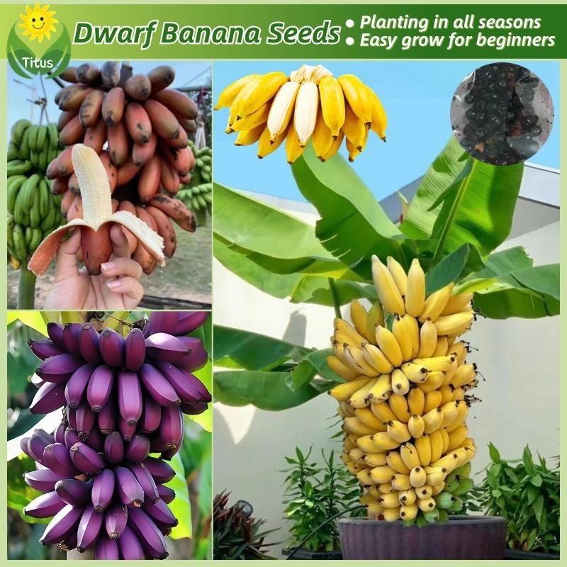 50เมล็ด/แพ็ค เมล็ดพันธุ์ กล้วยแคระ Dwarf Banana Tree Seed Fruit Seeds for Planting บอนไซ ต้นไม้ เมล็ดผลไม้ พันธุ์ผลไม้