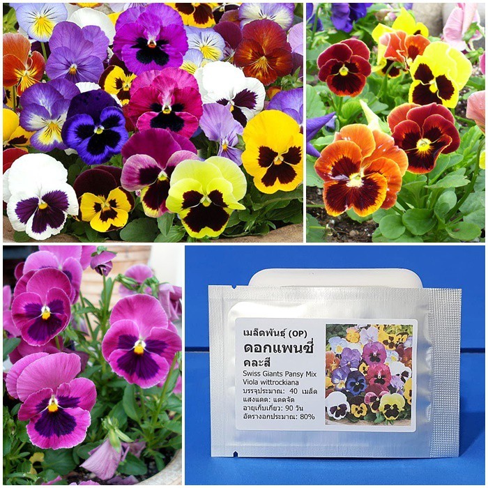 เมล็ดพันธุ์ ดอกแพนซี่ คละสี (Swiss Giants Pansy Mix Seed) บรรจุ 40 ...