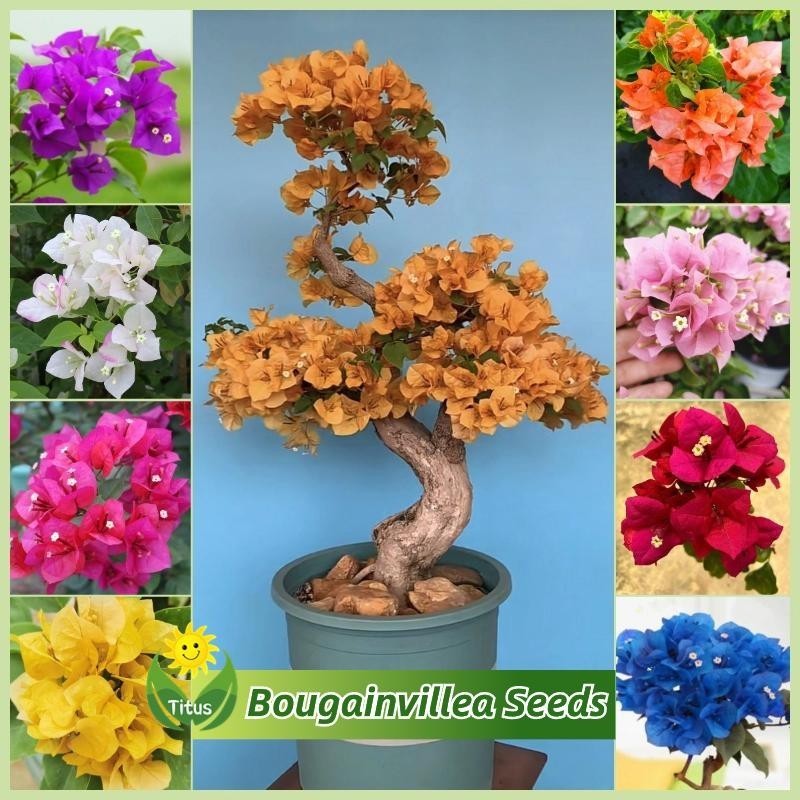 100เมล็ด/แพ็ค เมล็ดพันธุ์ ต้นเฟื่องฟ้าแคระ สีผสม Bonsai Bougainvillea Seeds Flower Seeds for Planting เมล็ดดอกไม้ บอนไซ