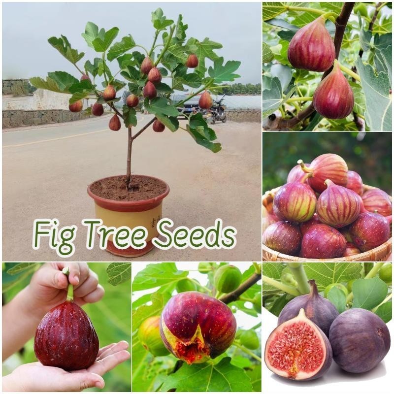 เมล็ดพันธุ์ ต้นมะเดื่อ 200เมล็ด/แพ็ค Fig Tree Seed Fruit Seeds บอนไซ ต้นผลไม้ ต้นไม้แคระ เมล็ดผลไม้ ต้นไม้ผลกินได้