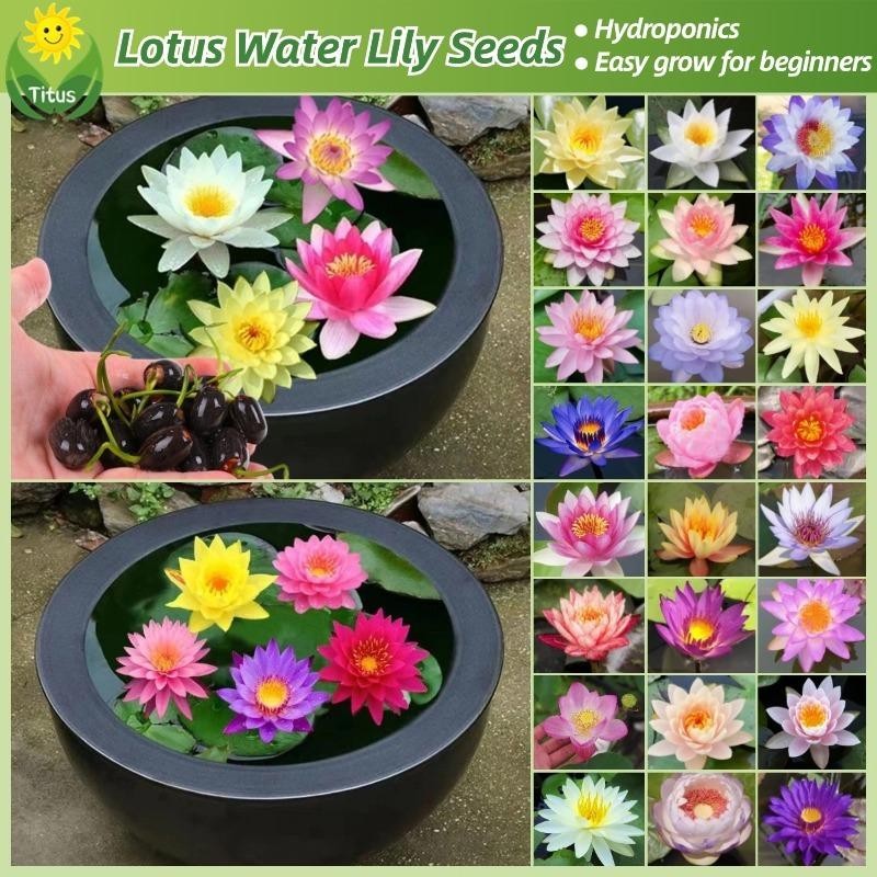 เมล็ดพันธุ์บัวจิ๋ว เมล็ดดอกบัว บรรจุ 20 เมล็ด Lotus Water Lily Seeds Flower Seed บอนสี เมล็ดดอกไม้ เมล็ดบัวแคระ บอนไซ