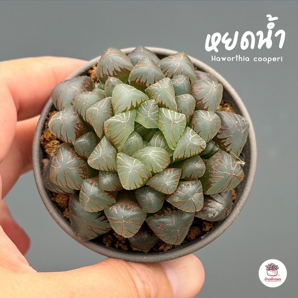 ฮาโวเทีย หยดน้ำ Haworthia cooperi ไม้อวบน้ำ กุหลาบหิน cactus&succulentหลากหลายสายพันธุ์