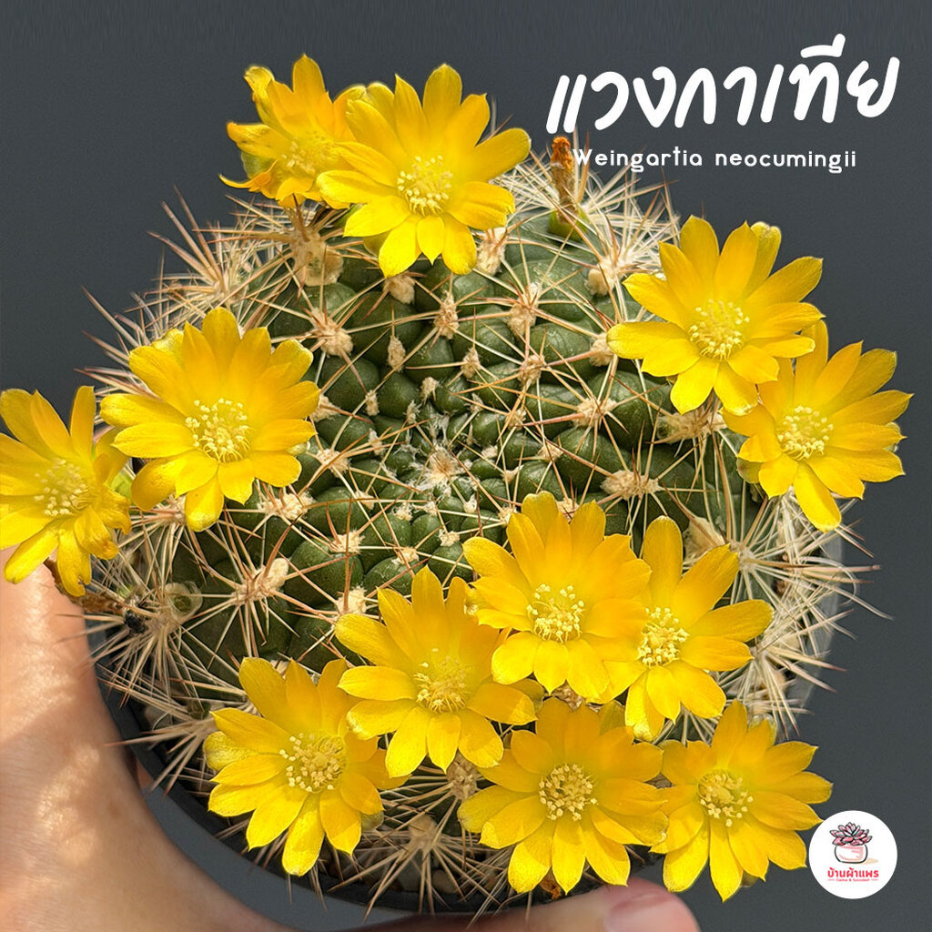 แวงกาเทีย Weingartia neocumingii แคคตัส กระบองเพชร cactus&succulent