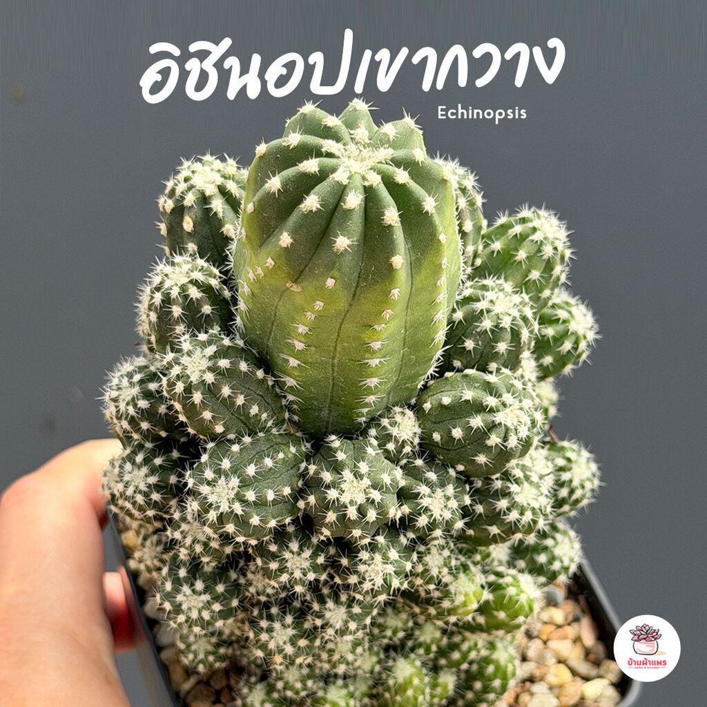 อิชินอปเขากวาง Echinopsis แคคตัส กระบองเพชร cactus&succulent