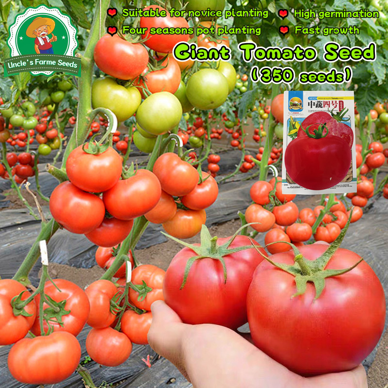 350 เมล็ด คุณภาพดี ราคาถูก ของแท้ เมล็ดพันธุ์มะเขือเทศแดงใหญ่ Giant Tomato Seeds for Planting Vegetables Plants เมล็ดพัน