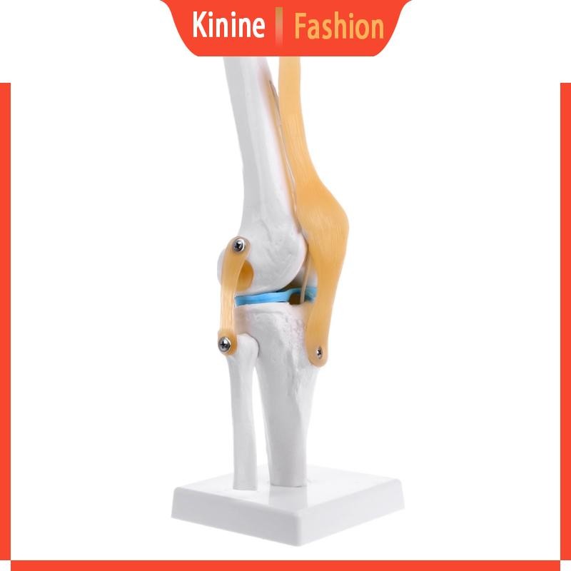 KIN Human Anatomical Knee Joint ยืดหยุ่นโครงกระดูกรุ่น Medical Learning ...