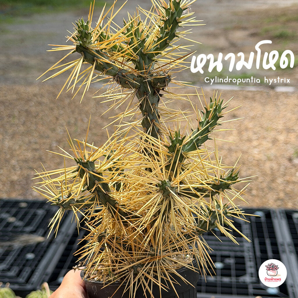 หนามดูด หนามโหด Cylindropuntia hystrix แคคตัส กระบองเพชร cactus&succulent
