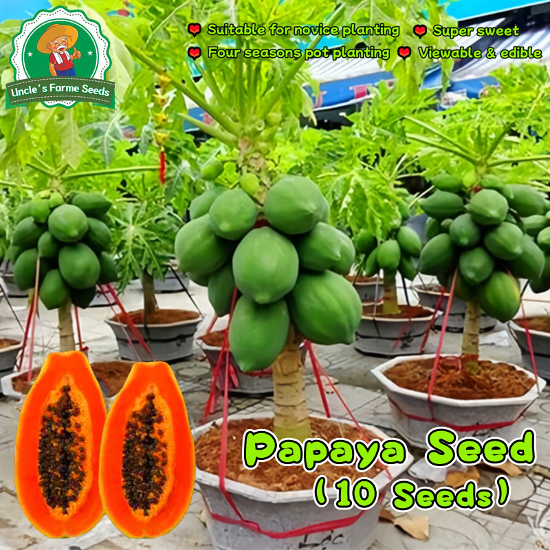 เมล็ดมะละกอ 10 เมล็ด Red Lady Dwarf Papaya Seeds for Planting Bonsai Papaya Tree Seeds Fruit Seeds เมล็ดพันธฺุ์มะละกอ