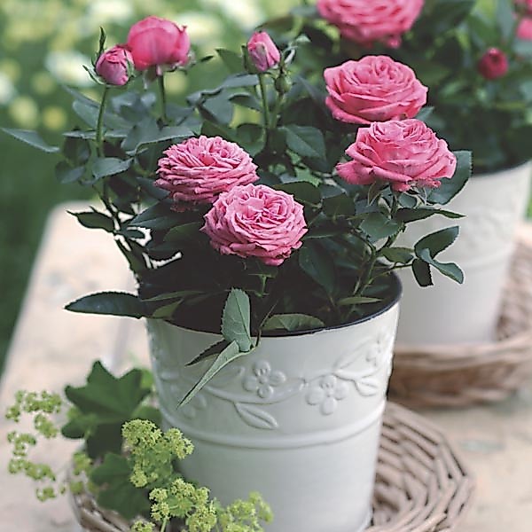 30 เมล็ด กุหลาบ แคระ กุหลาบหนู สายพันธุ์ มินิ บอนไซ สีชมพู Mini Rose Bonsai Seeds