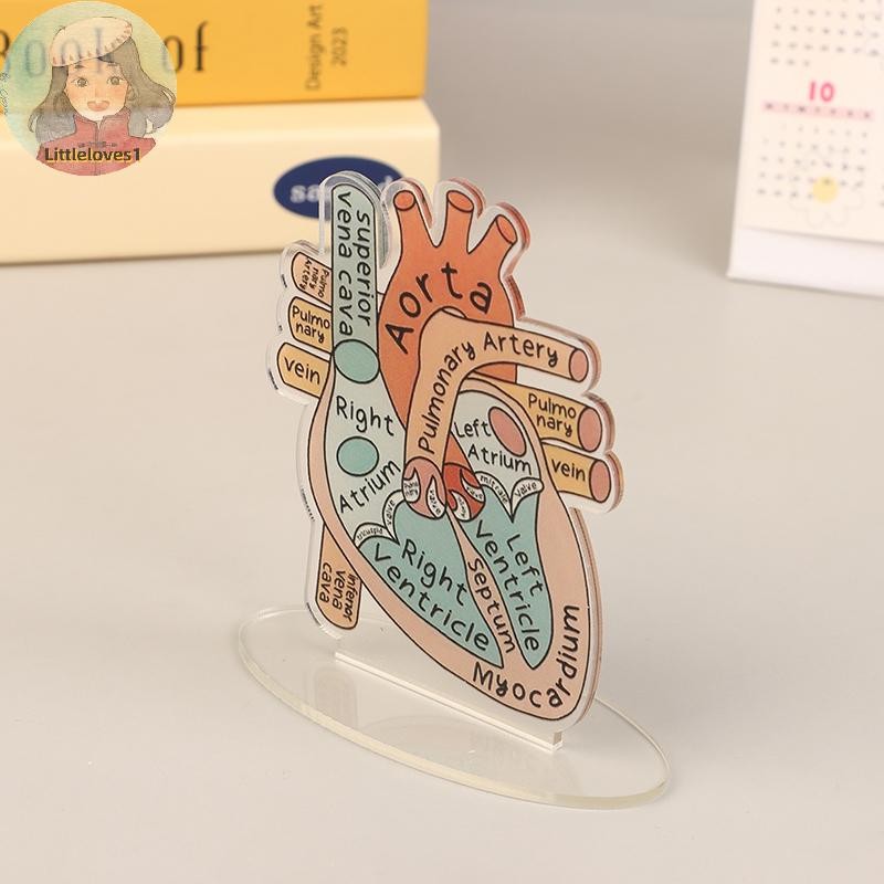 Littlelove 2D Heart Anatomy อะคริลิค-การศึกษาและตกแต่งเครื่องมือการสอน ...