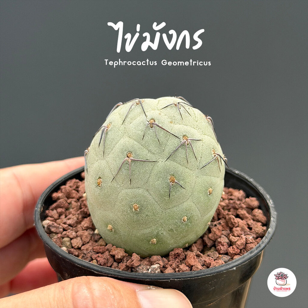 ไข่มังกร Tephrocactus Geometricus แคคตัส กระบองเพชร cactus&succulent