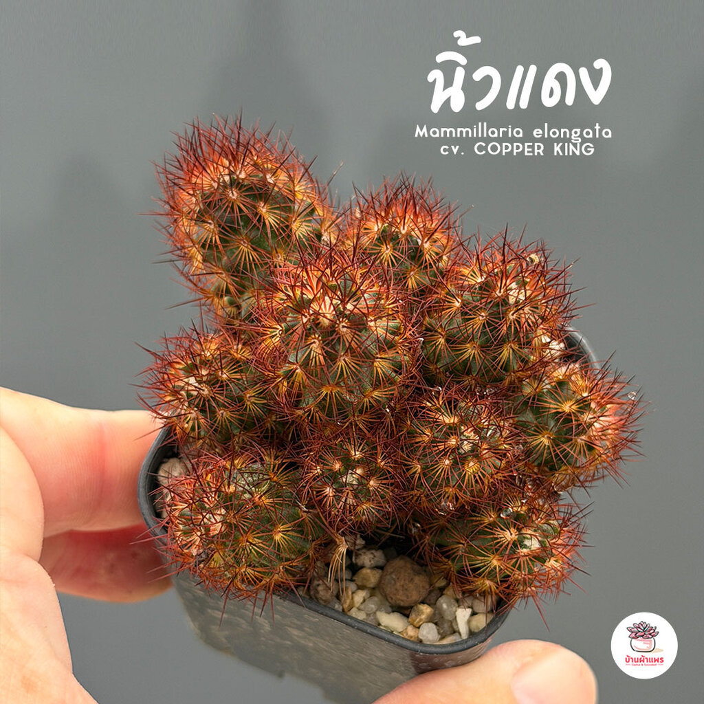 นิ้วแดง Mammillaria elongata cv. COPPER KING แคคตัส กระบองเพชร cactus&succulent