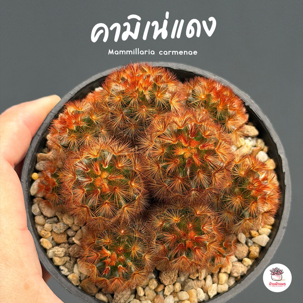 แมมมิลาเรีย คามิเน่แดง Mammillaria carmenae แคคตัส กระบองเพชร cactus&succulent