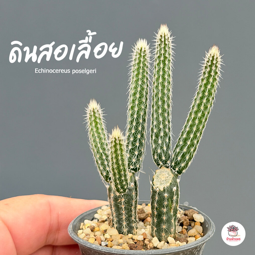 ดอกรักเร่ ดินสอเลื้อย Echinocereus poselgeri กระบองเพชร แคคตัส ไม้อวบน้ำ cactus&succulent
