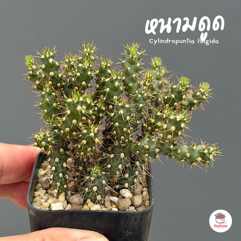 หนามดูด Cylindropuntia fulgida แคคตัส กระบองเพชร cactus&succulent