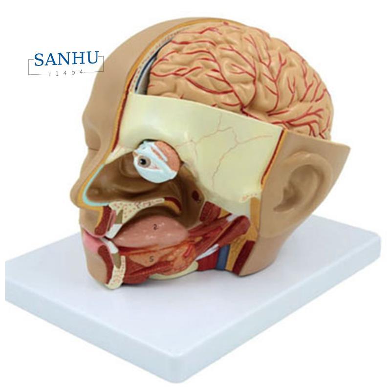 Human Head Anatomy Model Head สมองส่วน Anatomy สําหรับห้องเรียน ...