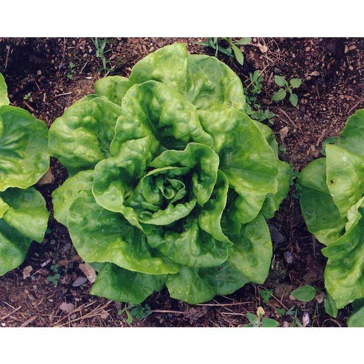 บัตเตอร์ครั๊นซ์ เมล็ดพันผักสลัด Buttercrunch Lettuce บรรจุ 90-1100 เมล็ด ปลูกง่าย โตเร็ว [ซื้อ 10 แถม 1 คละได้] งอกดี