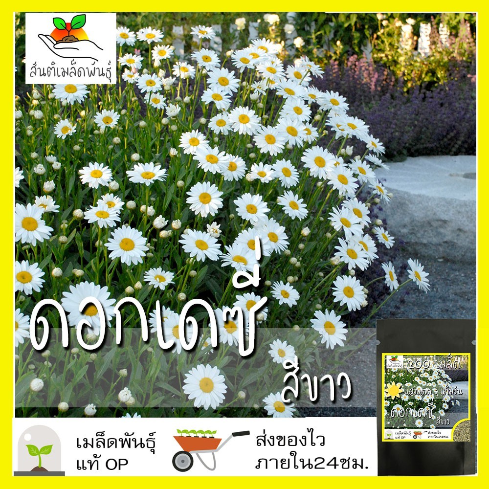 เมล็ดพันธุ์ ดอกเดซี่ สีขาว 1000เมล็ด Silver Princess Shasta Daisy Seed ...