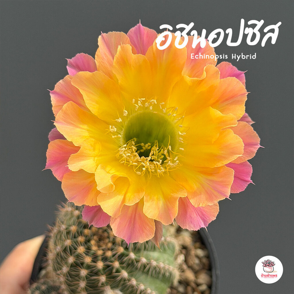 อิชินอปซิส ดอกสีแอปริคอต Echinopsis Hybrid แคคตัส กระบองเพชร cactus&succulent