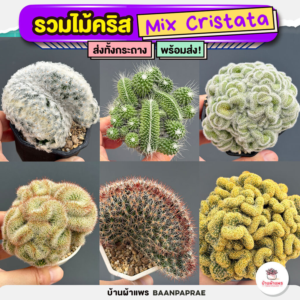 รวมไม้คริส Mix Cristata แคคตัส กระบองเพชร cactus&succulent