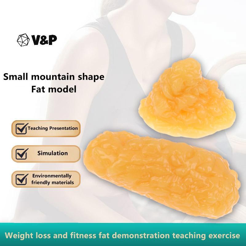V&P Fat Replica Fatty Tissue Model Human Body FAT Replica 1lb Human ...