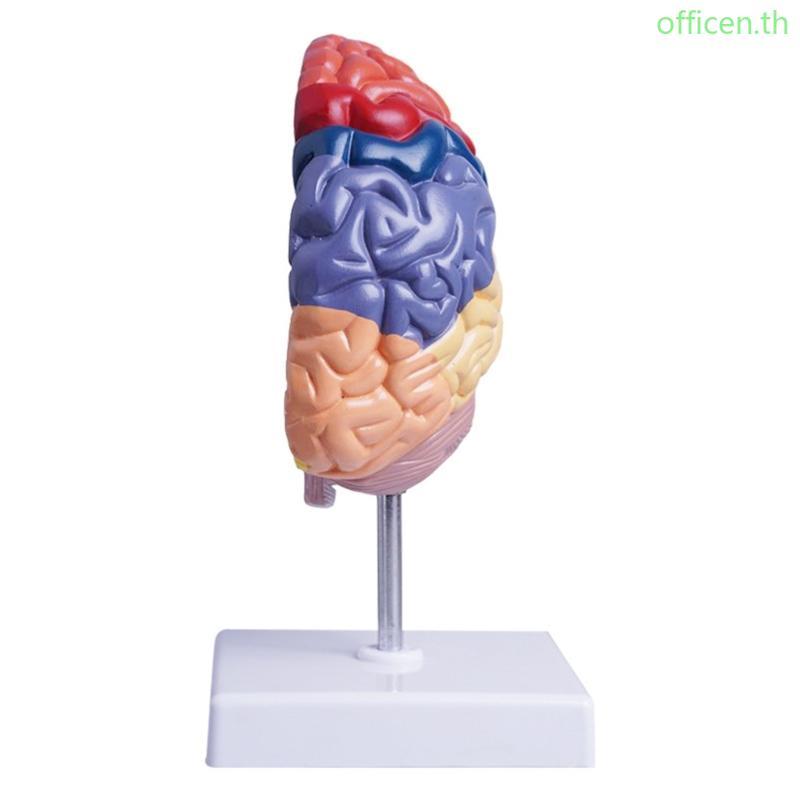Cen Life Size Anatomical Human Brain Model Color Coded Half Brainstem ...