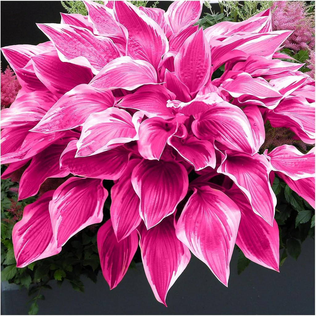 เมล็ด Hosta - 100 สีชมพู Hosta พืชกลางแจ้งและในร่ม Seed ดึงดูด ...