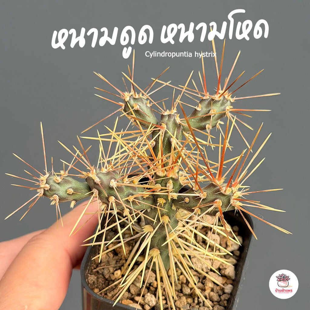 หนามดูด หนามโหด Cylindropuntia hystrix แคคตัส กระบองเพชร cactus&succulent