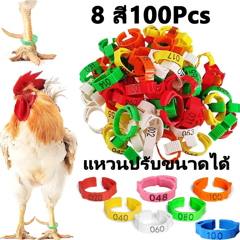 ห่วงขาไก่ ห่วงขาไก่ชน ห่วงข้อเท้าไก่ ปรับขนาดห่วงได้ สําหรับฟาร์ม ห่วงคัดพันธุ์ 100ชิ้น
