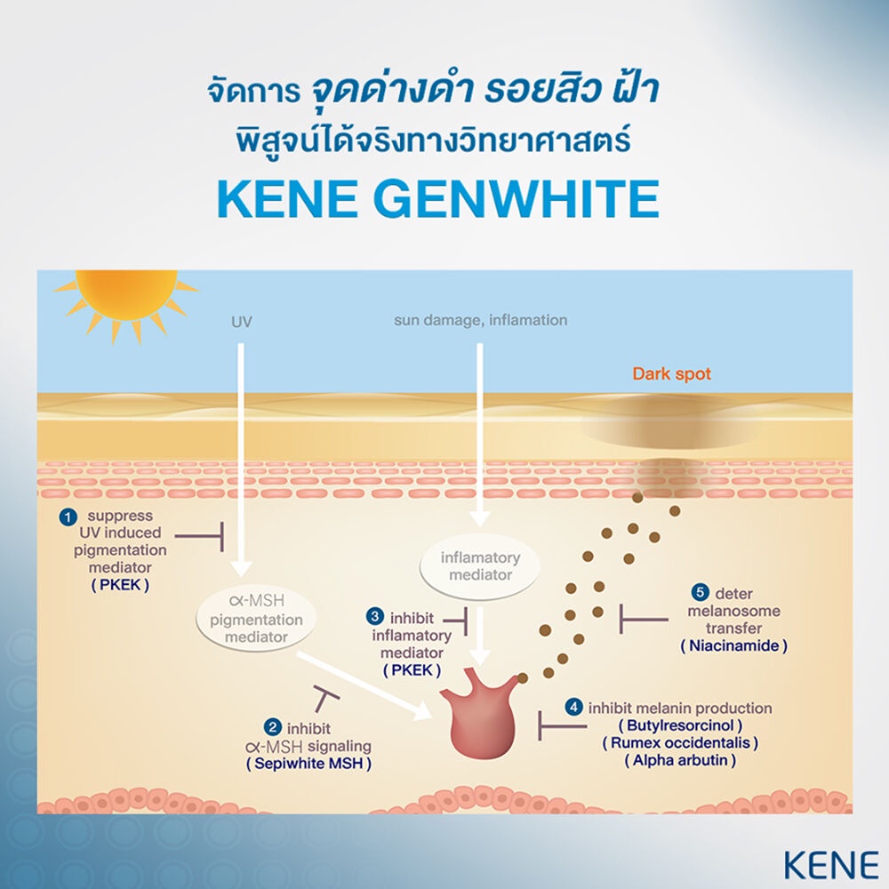 คำอธิบายเพิ่มเติมเกี่ยวกับ KENE Genwhite Dark Spot Corrector 30ml.