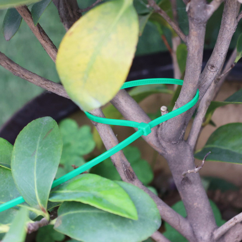 ไม้ผล Binding Band-Anti-fall Flower Vines Holding Cable - Tree Seedling ...