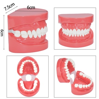 โมเดลฟันปลอม 7004 ของเล่นเสริมการเรียนรู้ สําหรับเด็ก