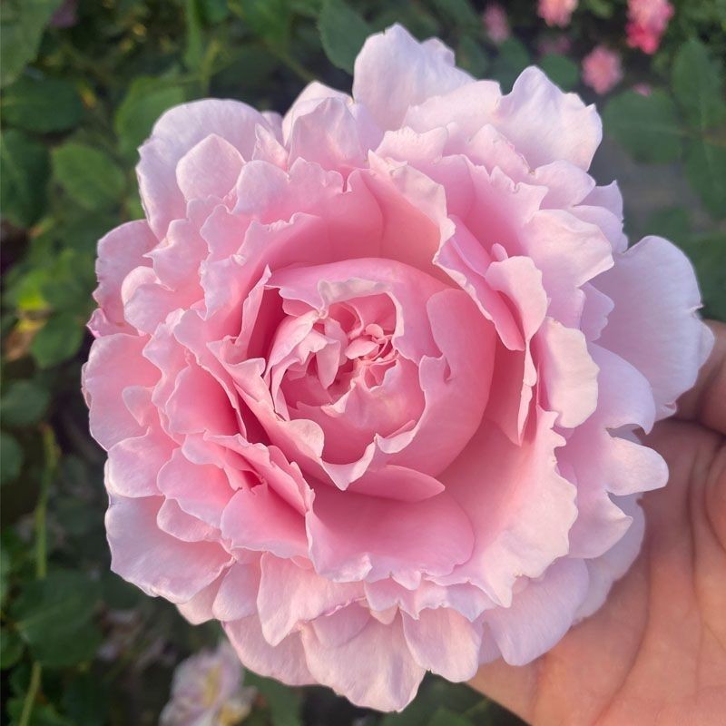 Sophie Rosa Rose Fragrance Flower Big Rose Pot ดั้งเดิม Pot ดั้งเดิม ...
