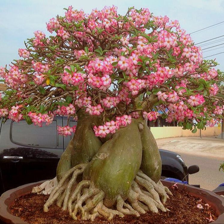 ดอกชวนชม สายพันธุ์ราชินีพันดอก 10 เมล็ด