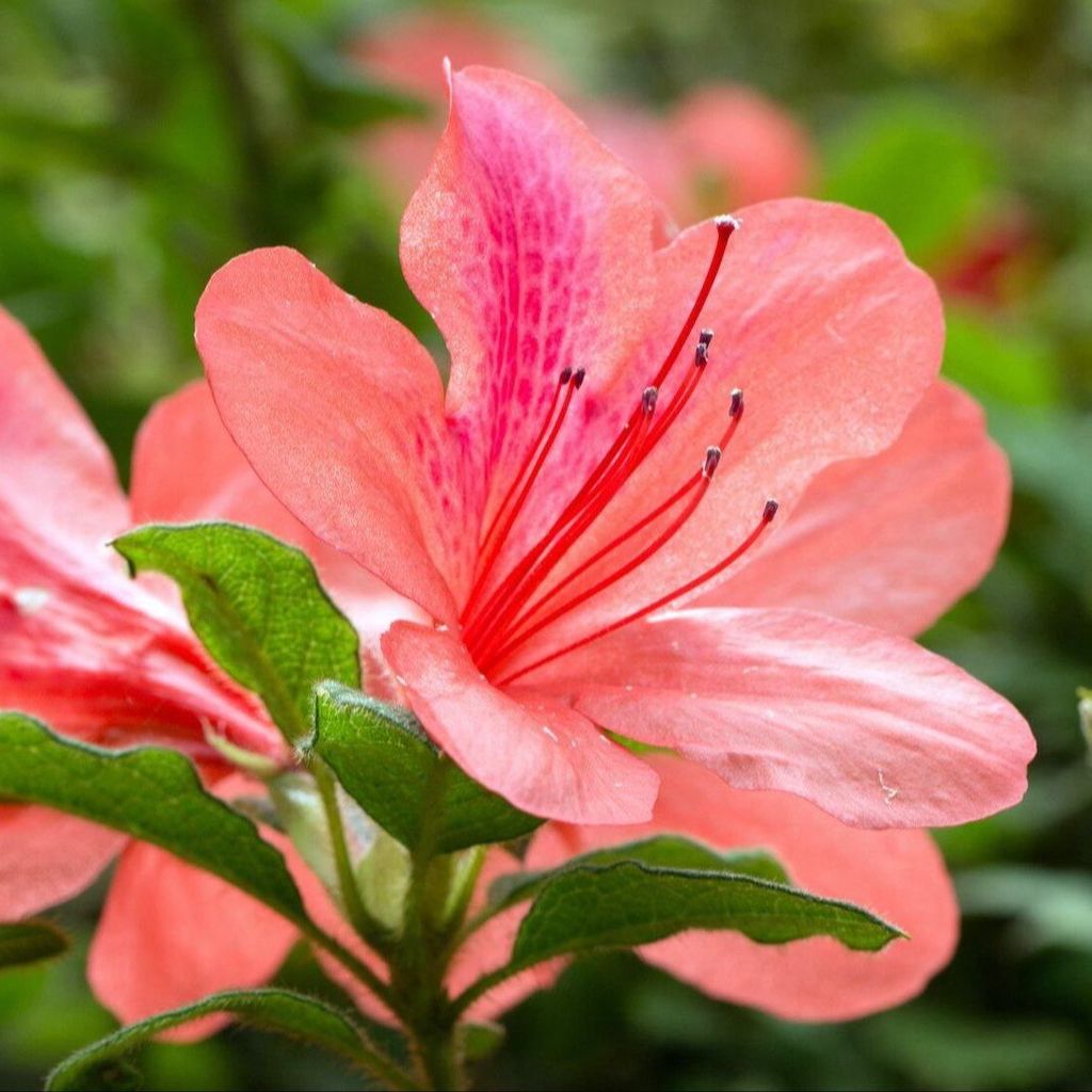 20 เมล็ด กุหลาบพันปี ต้นโรโดเดนดรอน สีส้มสดใส Azalea Rhododendron flower seeds